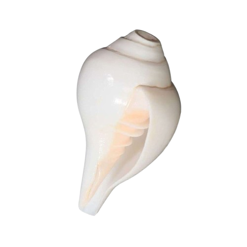 Sankha (Conch Shell)